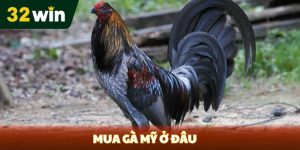 Mua gà mỹ ở đâu